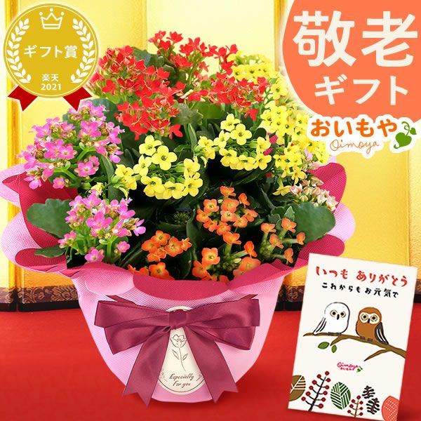 カランコエ 5号鉢 （単品） 敬老の日 プレゼント ギフト 花 花鉢 鉢花 鉢植え 生花 カランコエ 送料無料 メッセージカード おいもや