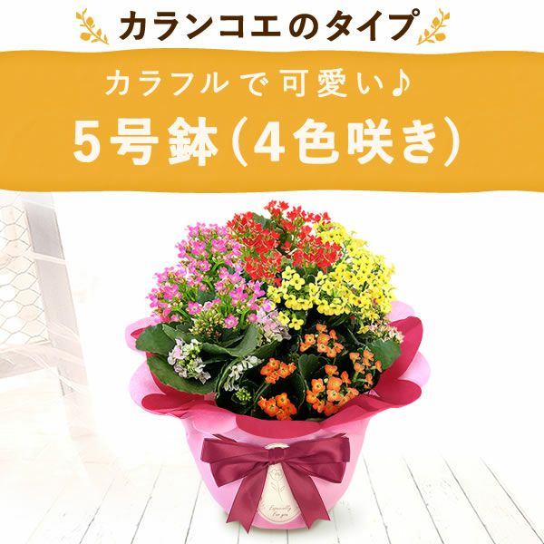カランコエ 5号鉢 （単品） 敬老の日 プレゼント ギフト 花 花鉢 鉢花 鉢植え 生花 カランコエ 送料無料 メッセージカード おいもや