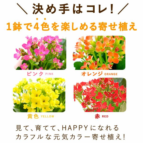 カランコエ 5号鉢 （単品） 敬老の日 プレゼント ギフト 花 花鉢 鉢花 鉢植え 生花 カランコエ 送料無料 メッセージカード おいもや