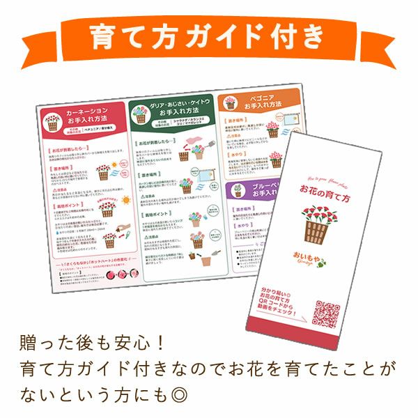 カランコエ 5号鉢 （単品） 敬老の日 プレゼント ギフト 花 花鉢 鉢花 鉢植え 生花 カランコエ 送料無料 メッセージカード おいもや