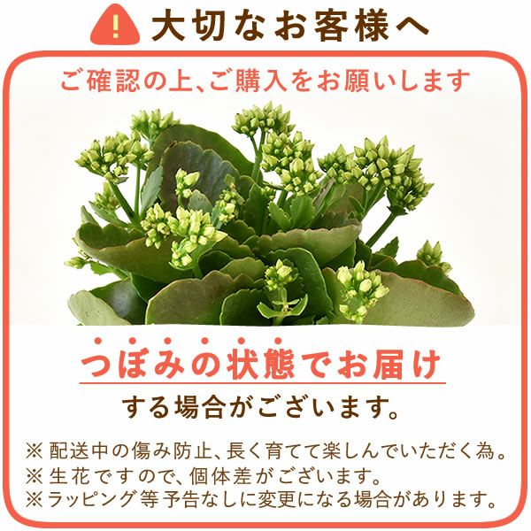 カランコエ 5号鉢 （単品） 敬老の日 プレゼント ギフト 花 花鉢 鉢花 鉢植え 生花 カランコエ 送料無料 メッセージカード おいもや