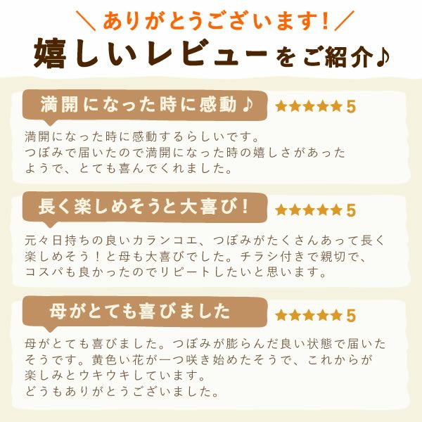 カランコエ5号鉢 