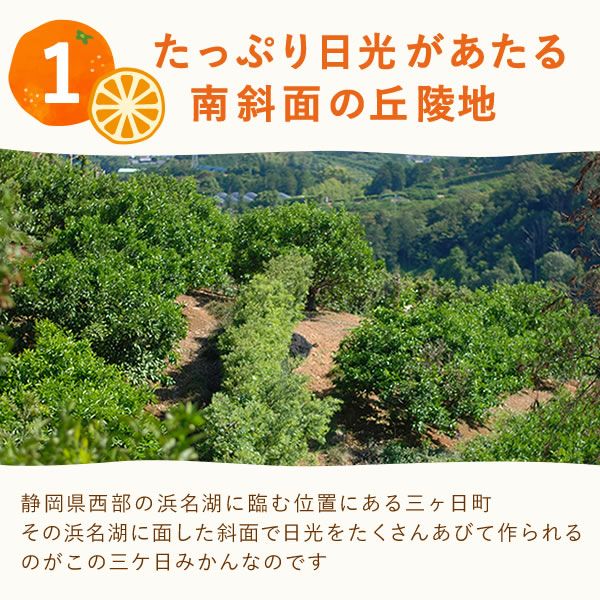 冷凍みかん (500g) 【三ケ日みかん 三ヶ日みかん みかん ミカン スイーツ 果物 くだもの デザート 冷凍フルーツ 静岡 ひんやりスイーツ かき氷にも】