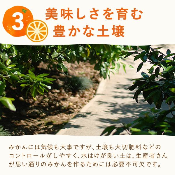 冷凍みかん (500g) 【三ケ日みかん 三ヶ日みかん みかん ミカン スイーツ 果物 くだもの デザート 冷凍フルーツ 静岡 ひんやりスイーツ かき氷にも】