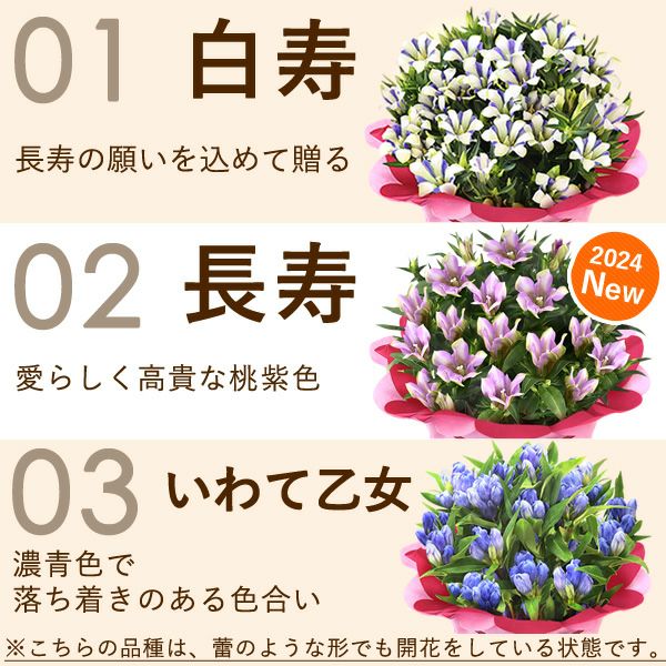 りんどう 5号 敬老の日 プレゼント ギフト 花 りんどう 竜胆 リンドウ 生花 花鉢 孫 秋 送料無料 メッセージカード おいもや