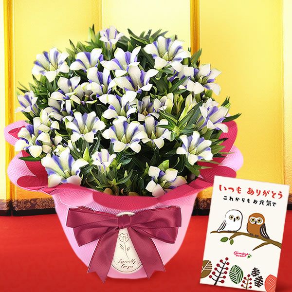 りんどう 5号 敬老の日 プレゼント ギフト 花 りんどう 竜胆 リンドウ 生花 花鉢 孫 秋 送料無料 メッセージカード おいもや