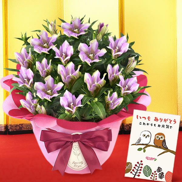 りんどう 5号 敬老の日 プレゼント ギフト 花 りんどう 竜胆 リンドウ 生花 花鉢 孫 秋 送料無料 メッセージカード おいもや