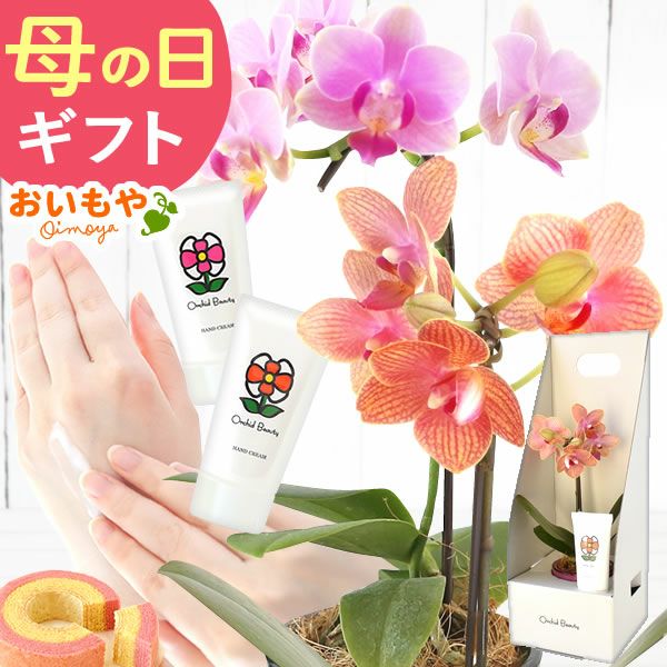 選べるミディ胡蝶蘭＆ハンドクリームお菓子セット 母の日 プレゼント 花 生花 ギフト 胡蝶蘭 ミディ 蘭 ラン 鉢花 鉢植え 生花 パプリカ サクラン ハンドクリーム お祝い おしゃれ 可愛い かわいい バウムクーヘン 苺 いちご 送料無料 スイーツ お菓子 花以外 洋菓子 ギフトセット おいもや