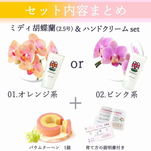 選べるミディ胡蝶蘭＆ハンドクリームお菓子セット 母の日 プレゼント 花 生花 ギフト 胡蝶蘭 ミディ 蘭 ラン 鉢花 鉢植え 生花 パプリカ サクラン ハンドクリーム お祝い おしゃれ 可愛い かわいい バウムクーヘン 苺 いちご 送料無料 スイーツ お菓子 花以外 洋菓子 ギフトセット おいもや