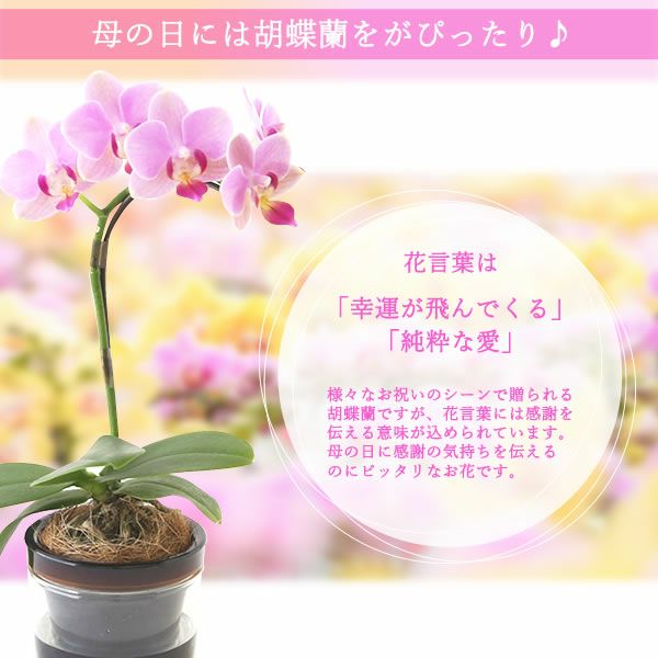 選べるミディ胡蝶蘭＆ハンドクリームお菓子セット 母の日 プレゼント 花 生花 ギフト 胡蝶蘭 ミディ 蘭 ラン 鉢花 鉢植え 生花 パプリカ サクラン ハンドクリーム お祝い おしゃれ 可愛い かわいい バウムクーヘン 苺 いちご 送料無料 スイーツ お菓子 花以外 洋菓子 ギフトセット おいもや