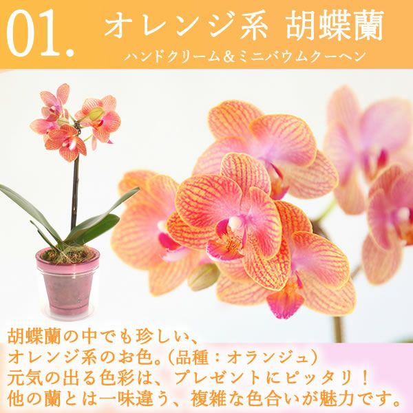 選べるミディ胡蝶蘭＆ハンドクリームお菓子セット 母の日 プレゼント 花 生花 ギフト 胡蝶蘭 ミディ 蘭 ラン 鉢花 鉢植え 生花 パプリカ サクラン ハンドクリーム お祝い おしゃれ 可愛い かわいい バウムクーヘン 苺 いちご 送料無料 スイーツ お菓子 花以外 洋菓子 ギフトセット おいもや