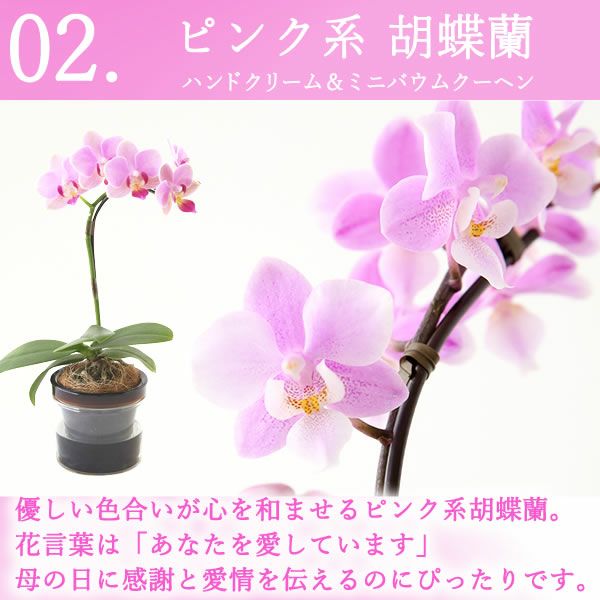 選べるミディ胡蝶蘭＆ハンドクリームお菓子セット 母の日 プレゼント 花 生花 ギフト 胡蝶蘭 ミディ 蘭 ラン 鉢花 鉢植え 生花 パプリカ サクラン ハンドクリーム お祝い おしゃれ 可愛い かわいい バウムクーヘン 苺 いちご 送料無料 スイーツ お菓子 花以外 洋菓子 ギフトセット おいもや