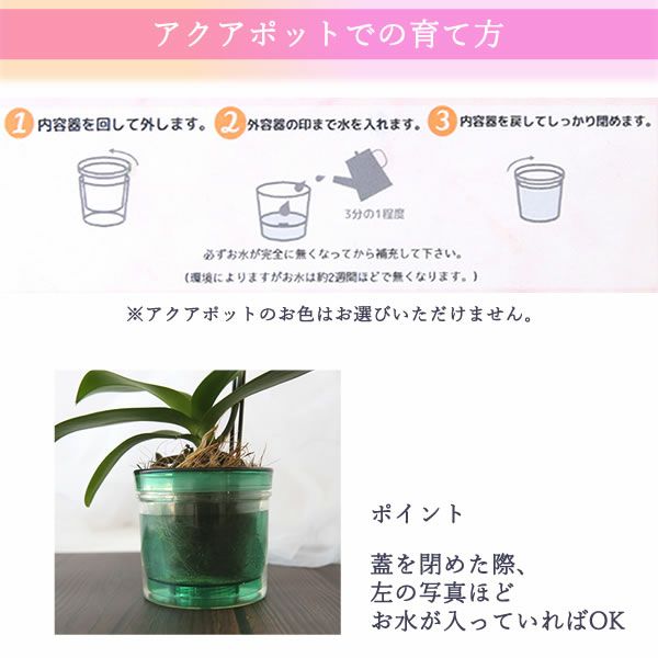 選べるミディ胡蝶蘭＆ハンドクリームお菓子セット 母の日 プレゼント 花 生花 ギフト 胡蝶蘭 ミディ 蘭 ラン 鉢花 鉢植え 生花 パプリカ サクラン ハンドクリーム お祝い おしゃれ 可愛い かわいい バウムクーヘン 苺 いちご 送料無料 スイーツ お菓子 花以外 洋菓子 ギフトセット おいもや