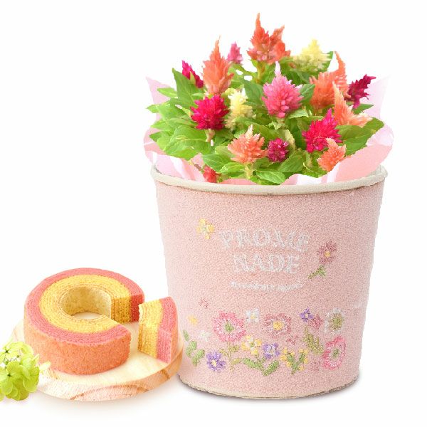 ふわふわポットケイトウ(3号)＆人気スイーツセット 