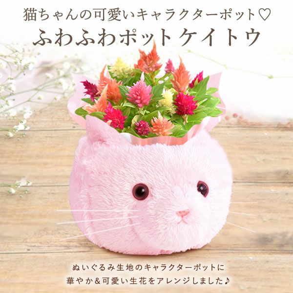 ふわふわポットケイトウ(3号)＆人気スイーツセット 