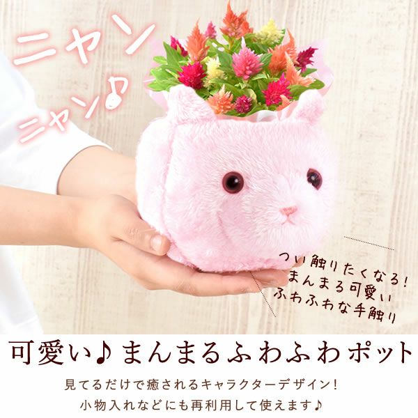 ふわふわポットケイトウ(3号)＆人気スイーツセット 