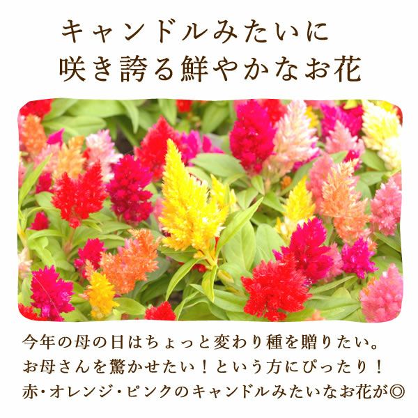 ふわふわポットケイトウ(3号)＆人気スイーツセット 