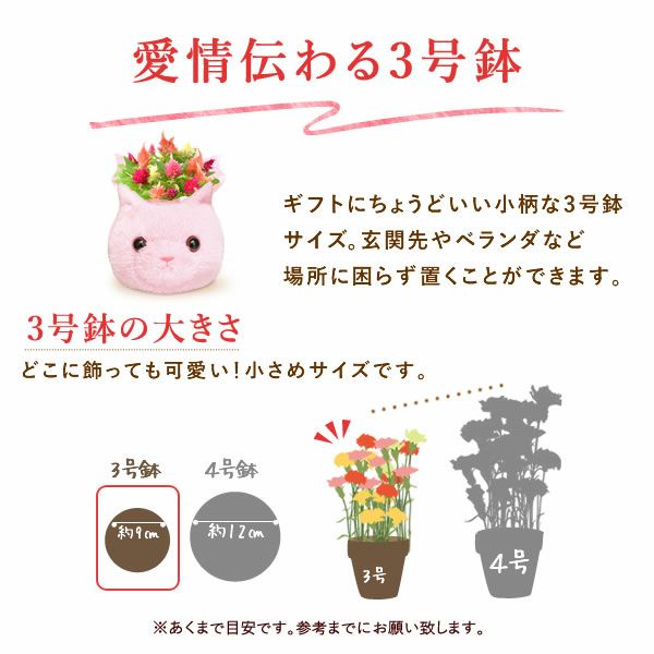 ふわふわポットケイトウ(3号)＆人気スイーツセット 