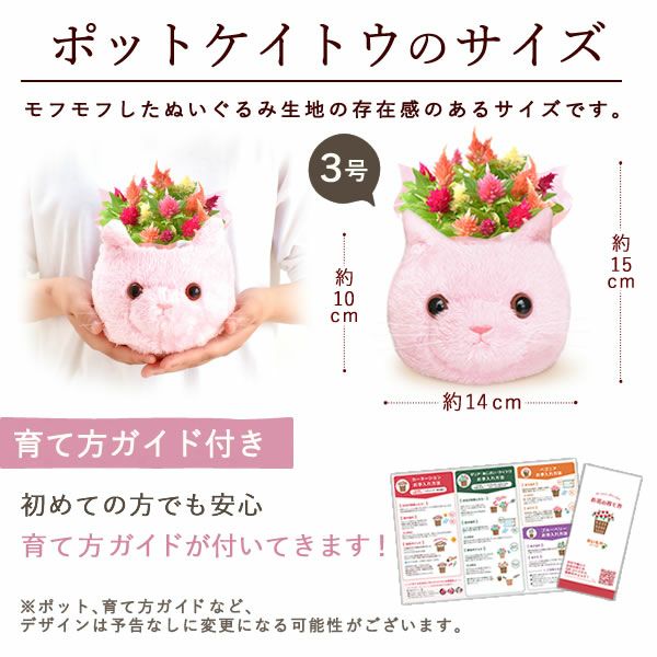 ふわふわポットケイトウ(3号)＆人気スイーツセット 