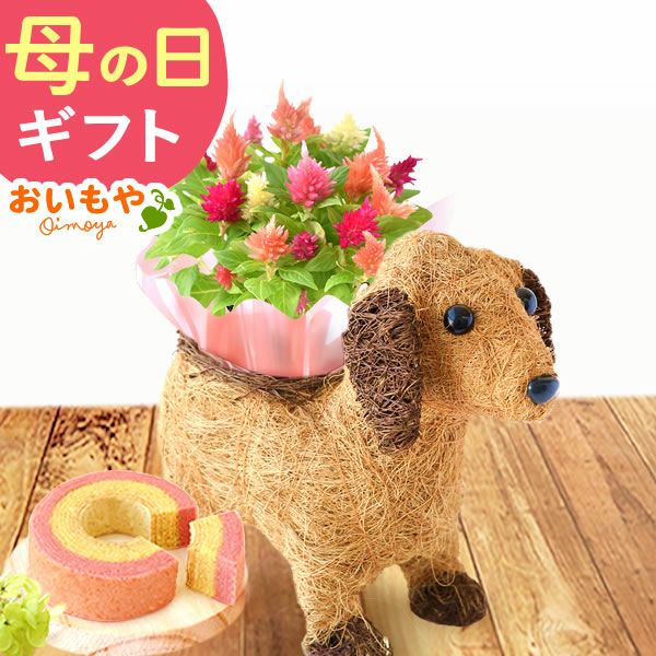 わんちゃん（ケイトウ）＆スイーツセット 母の日 プレゼント 花 ギフト カーネーション ケイトウ 花鉢 鉢花 鉢植え アニマル 犬 猫 ネコ ねこ クマ くま バウムクーヘン いちご 苺 イチゴ 送料無料 スイーツ お菓子 洋菓子 ギフトセット おいもや