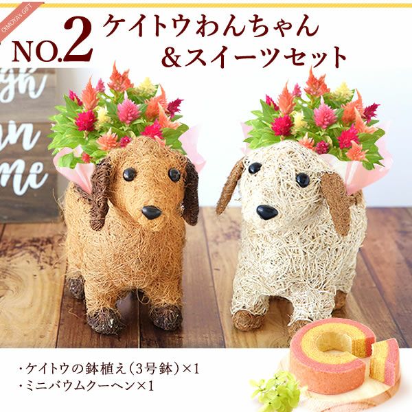 わんちゃん（ケイトウ）＆スイーツセット 母の日 プレゼント 花 ギフト カーネーション ケイトウ 花鉢 鉢花 鉢植え アニマル 犬 猫 ネコ ねこ クマ くま バウムクーヘン いちご 苺 イチゴ 送料無料 スイーツ お菓子 洋菓子 ギフトセット おいもや