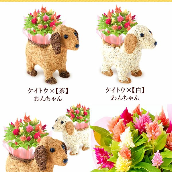わんちゃん（ケイトウ）＆スイーツセット 母の日 プレゼント 花 ギフト カーネーション ケイトウ 花鉢 鉢花 鉢植え アニマル 犬 猫 ネコ ねこ クマ くま バウムクーヘン いちご 苺 イチゴ 送料無料 スイーツ お菓子 洋菓子 ギフトセット おいもや