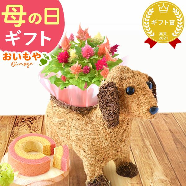 わんちゃん（ケイトウ）＆スイーツセット 母の日 プレゼント 花 ギフト カーネーション ケイトウ 花鉢 鉢花 鉢植え アニマル 犬 猫 ネコ ねこ クマ くま バウムクーヘン いちご 苺 イチゴ 送料無料 スイーツ お菓子 洋菓子 ギフトセット おいもや