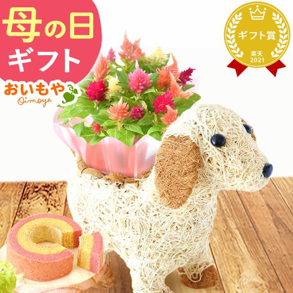 わんちゃん（ケイトウ）＆スイーツセット 母の日 プレゼント 花 ギフト カーネーション ケイトウ 花鉢 鉢花 鉢植え アニマル 犬 猫 ネコ ねこ クマ くま バウムクーヘン いちご 苺 イチゴ 送料無料 スイーツ お菓子 洋菓子 ギフトセット おいもや