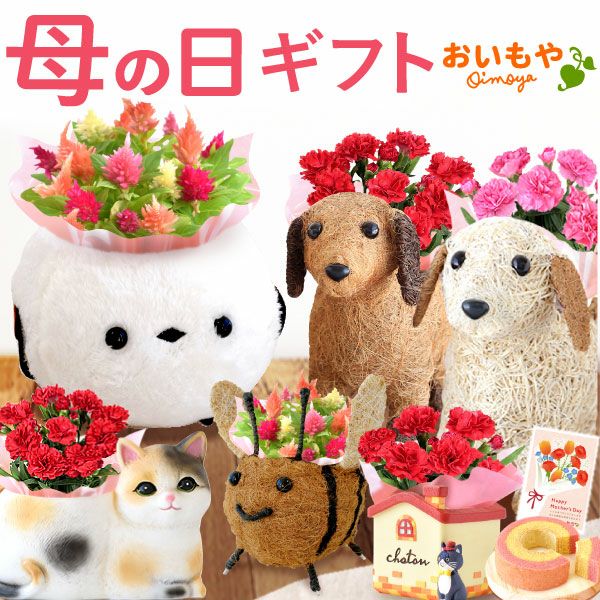 自転車クマさん（カーネーション）＆スイーツセット 母の日 プレゼント 花 ギフト カーネーション ケイトウ 花鉢 鉢花 鉢植え アニマル 犬 猫 ネコ ねこ クマ くま バウムクーヘン いちご 苺 イチゴ 送料無料 スイーツ お菓子 洋菓子 ギフトセット おいもや