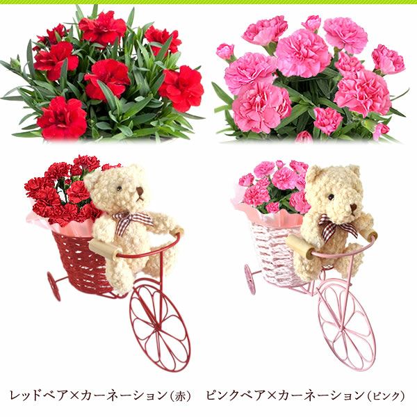 ALT 自転車クマさん（カーネーション）＆スイーツセット 母の日 プレゼント 花 ギフト カーネーション ケイトウ 花鉢 鉢花 鉢植え アニマル 犬 猫 ネコ ねこ クマ くま バウムクーヘン いちご 苺 イチゴ 送料無料 スイーツ お菓子 洋菓子 ギフトセット おいもや