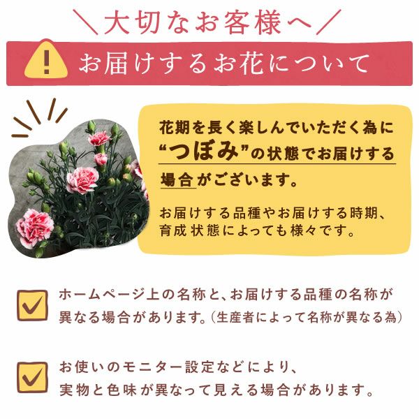 おすましキャット＆バウムクーヘンセット 母の日 プレゼント 花 ギフト カーネーション ケイトウ 花鉢 鉢花 鉢植え アニマル 犬 猫 ネコ ねこ クマ くま バウムクーヘン いちご 苺 イチゴ 送料無料 スイーツ お菓子 洋菓子 ギフトセット おいもや