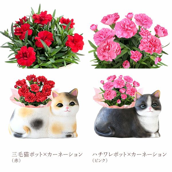 おすましキャット＆バウムクーヘンセット 母の日 プレゼント 花 ギフト カーネーション ケイトウ 花鉢 鉢花 鉢植え アニマル 犬 猫 ネコ ねこ クマ くま バウムクーヘン いちご 苺 イチゴ 送料無料 スイーツ お菓子 洋菓子 ギフトセット おいもや