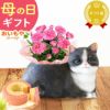 おすましキャット＆バウムクーヘンセット 母の日 プレゼント 花 ギフト カーネーション ケイトウ 花鉢 鉢花 鉢植え アニマル 犬 猫 ネコ ねこ クマ くま バウムクーヘン いちご 苺 イチゴ 送料無料 スイーツ お菓子 洋菓子 ギフトセット おいもや