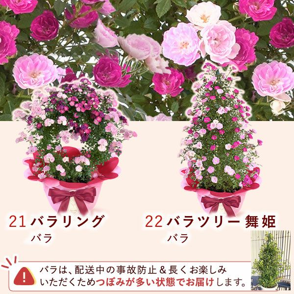 バラツリー 舞姫 母の日 プレゼント 花 生花 ギフト 花鉢 鉢花 鉢植え バラ 薔薇 ばら 送料無料 スイーツ お菓子 洋菓子 ギフトセット おいもや