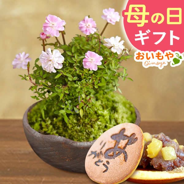 薔薇盆栽＆お芋どら焼き 母の日 プレゼント 花 生花 ギフト ははの日 花 生花 ギフト 桜 さくら 盆栽 ミニ盆栽 鉢植え 花鉢 鉢花 フラワーギフト おしゃれ オシャレ 可愛い どら焼き 送料無料 スイーツ お菓子 和菓子 ギフトセット おいもや