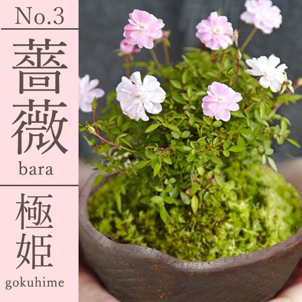 薔薇盆栽＆お芋どら焼き 母の日 プレゼント 花 生花 ギフト ははの日 花 生花 ギフト 桜 さくら 盆栽 ミニ盆栽 鉢植え 花鉢 鉢花 フラワーギフト おしゃれ オシャレ 可愛い どら焼き 送料無料 スイーツ お菓子 和菓子 ギフトセット おいもや