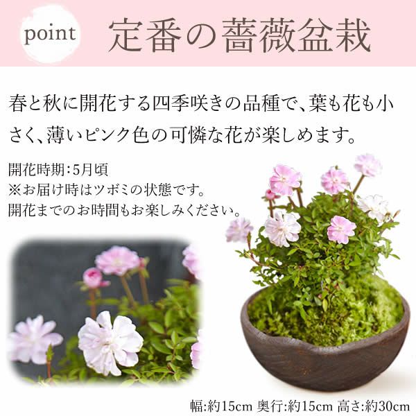 薔薇盆栽＆お芋どら焼き 母の日 プレゼント 花 生花 ギフト ははの日 花 生花 ギフト 桜 さくら 盆栽 ミニ盆栽 鉢植え 花鉢 鉢花 フラワーギフト おしゃれ オシャレ 可愛い どら焼き 送料無料 スイーツ お菓子 和菓子 ギフトセット おいもや