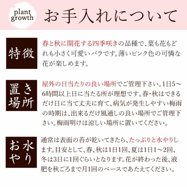 薔薇盆栽＆お芋どら焼き 母の日 プレゼント 花 生花 ギフト ははの日 花 生花 ギフト 桜 さくら 盆栽 ミニ盆栽 鉢植え 花鉢 鉢花 フラワーギフト おしゃれ オシャレ 可愛い どら焼き 送料無料 スイーツ お菓子 和菓子 ギフトセット おいもや