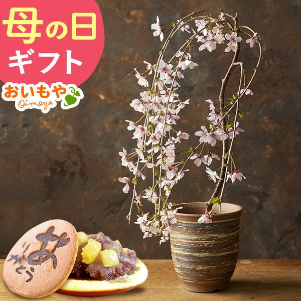 富士枝垂れ桜＆お芋どら焼き 母の日 プレゼント 花 生花 ギフト ははの日 花 生花 ギフト 桜 さくら 盆栽 ミニ盆栽 鉢植え 花鉢 鉢花 フラワーギフト おしゃれ オシャレ 可愛い どら焼き 送料無料 スイーツ お菓子 和菓子 ギフトセット おいもや