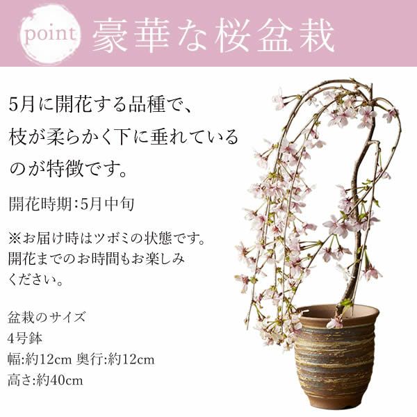 富士枝垂れ桜＆お芋どら焼き 母の日 プレゼント 花 生花 ギフト ははの日 花 生花 ギフト 桜 さくら 盆栽 ミニ盆栽 鉢植え 花鉢 鉢花 フラワーギフト おしゃれ オシャレ 可愛い どら焼き 送料無料 スイーツ お菓子 和菓子 ギフトセット おいもや