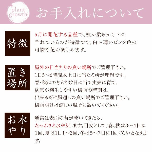 富士枝垂れ桜＆お芋どら焼き 母の日 プレゼント 花 生花 ギフト ははの日 花 生花 ギフト 桜 さくら 盆栽 ミニ盆栽 鉢植え 花鉢 鉢花 フラワーギフト おしゃれ オシャレ 可愛い どら焼き 送料無料 スイーツ お菓子 和菓子 ギフトセット おいもや