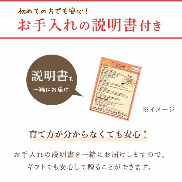 富士枝垂れ桜＆お芋どら焼き 母の日 プレゼント 花 生花 ギフト ははの日 花 生花 ギフト 桜 さくら 盆栽 ミニ盆栽 鉢植え 花鉢 鉢花 フラワーギフト おしゃれ オシャレ 可愛い どら焼き 送料無料 スイーツ お菓子 和菓子 ギフトセット おいもや