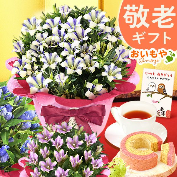 りんどう 5号 敬老の日 プレゼント ギフト 花 りんどう 竜胆 リンドウ 生花 花鉢 孫 秋 送料無料 メッセージカード おいもや