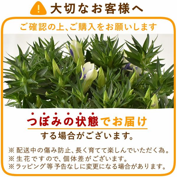 りんどう 5号 敬老の日 プレゼント ギフト 花 りんどう 竜胆 リンドウ 生花 花鉢 孫 秋 送料無料 メッセージカード おいもや
