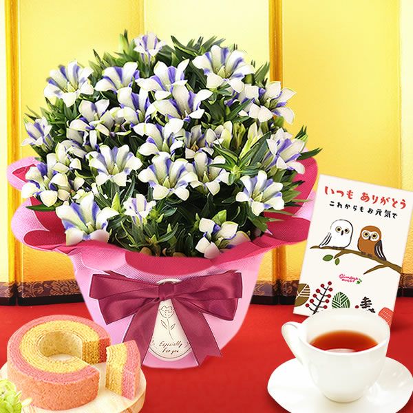 りんどう 5号 敬老の日 プレゼント ギフト 花 りんどう 竜胆 リンドウ 生花 花鉢 孫 秋 送料無料 メッセージカード おいもや