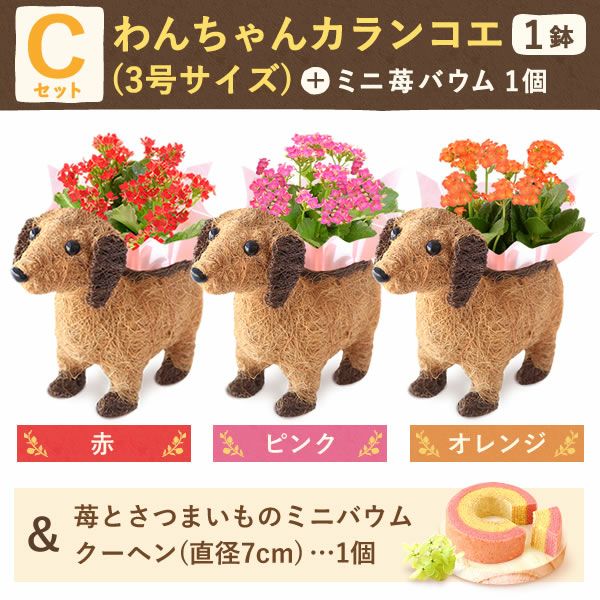 わんちゃんカランコエ（3号サイズ）＆ミニ苺バウムセット 敬老の日 プレゼント ギフト 花 花鉢 鉢花 鉢植え 生花 カランコエ 動物 犬 バウムクーヘン 送料無料 スイーツ お菓子 和菓子 洋菓子 メッセージカード おいもや