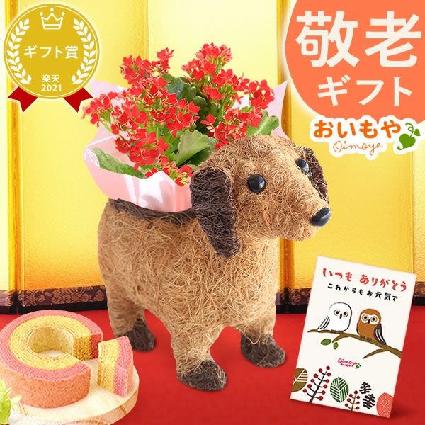 わんちゃんカランコエ（3号サイズ）＆ミニ苺バウムセット 敬老の日 プレゼント ギフト 花 花鉢 鉢花 鉢植え 生花 カランコエ 動物 犬 バウムクーヘン 送料無料 スイーツ お菓子 和菓子 洋菓子 メッセージカード おいもや