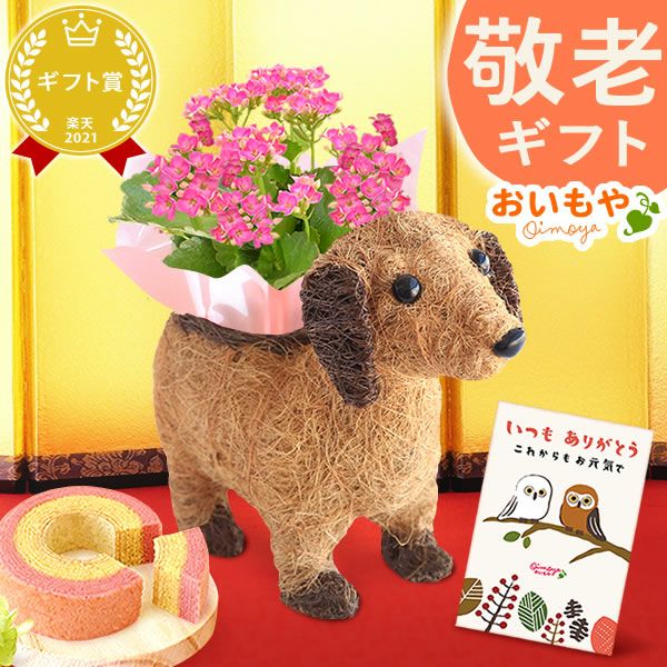 わんちゃんカランコエ（3号サイズ）＆ミニ苺バウムセット 敬老の日 プレゼント ギフト 花 花鉢 鉢花 鉢植え 生花 カランコエ 動物 犬 バウムクーヘン 送料無料 スイーツ お菓子 和菓子 洋菓子 メッセージカード おいもや
