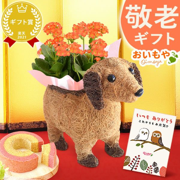わんちゃんカランコエ（3号サイズ）＆ミニ苺バウムセット 敬老の日 プレゼント ギフト 花 花鉢 鉢花 鉢植え 生花 カランコエ 動物 犬 バウムクーヘン 送料無料 スイーツ お菓子 和菓子 洋菓子 メッセージカード おいもや