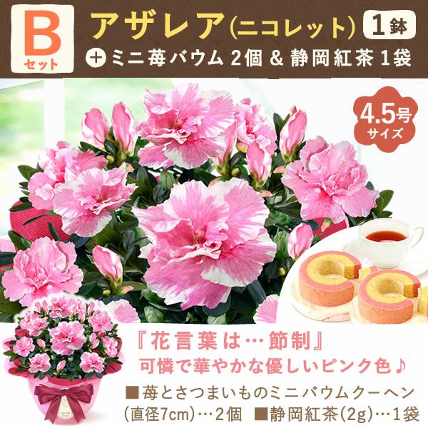 アザレア＆ミニ苺バウムクーヘンセット 敬老の日 プレゼント ギフト 花 花鉢 鉢花 鉢植え 生花 カランコエ どら焼き  送料無料 スイーツ お菓子 和菓子 メッセージカード おいもや